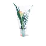 Clivia Miniata – 50 cm Height - Image 3