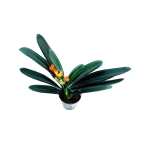 Clivia Miniata – 50 cm Height - Image 2