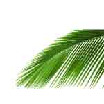 Cycas - Image 2
