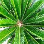 Cycas - Image 3