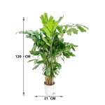 Caryota Mitis – 120 cm Height - Image 3