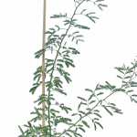 Cercidium – 120 cm Height - Image 2