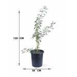 Cercidium – 120 cm Height - Image 3