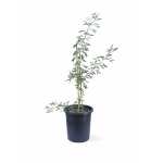 Cercidium – 120 cm Height