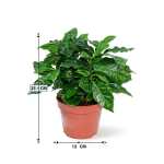 Coffee Arabica – 25 cm Height - Image 3