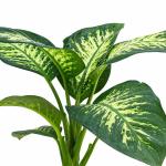 Dieffenbachia Tropic Snow - Image 2