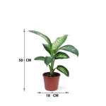 Dieffenbachia Tropic Snow – 50 cm Height - Image 3