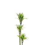 Dracaena Lemon Lime – 90 cm Height - Image 2