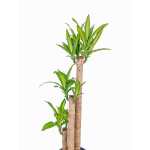 Dracaena Massangeana Fragrans - Image 2