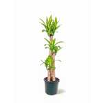 Dracaena Massangeana Fragrans