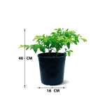 Duranta – 40 cm Height - Image 3