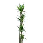 Dracaena Janet – 120 cm Height - Image 2