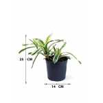 NIDULARIUM VARIGATED 14CM POT - Image 3
