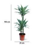Dracaena White Stripe – 110 cm Height - Image 3