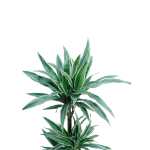 Dracaena White Stripe – 110 cm Height - Image 2