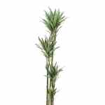 Dracaena White Stripe – 120 cm Height - Image 2