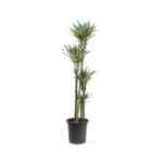 Dracaena White Stripe – 120 cm Height