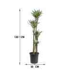 Dracaena White Stripe – 120 cm Height - Image 3