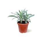 Dracaena White Stripe – 60 cm Height