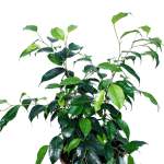 Ficus Benjamina – 60 cm Height - Image 2