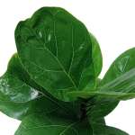 Ficus Lyrata – 55 cm Height - Image 2