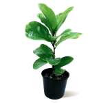 Ficus Lyrata – 55 cm Height