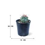 Ferocactus – 30 cm Height - Image 3