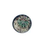 Ferocactus – 30 cm Height - Image 2