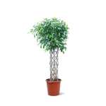 Ficus Benjamina – 170 cm Height