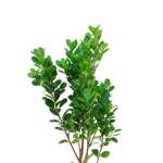 Ficus Panda – 110 cm Height - Image 2