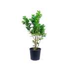 Ficus Panda – 110 cm Height