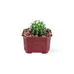 Golden Barrel Cactus – 18 cm (Red Pot)