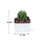 Golden Barrel Cactus – 18 cm (White Pot) - Image 3