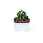 Golden Barrel Cactus – 18 cm (White Pot)