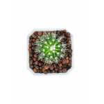 Golden Barrel Cactus – 18 cm (White Pot) - Image 2