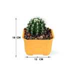 Golden Barrel Cactus – 18 cm (Yellow Pot) - Image 3