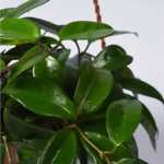 Hoya Plant – 16 cm Height - Image 2