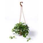 Hoya Plant – 16 cm Height