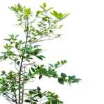 Lemon Tree – 200 cm Height - Image 2