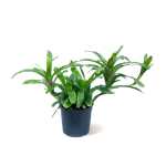 Nidularium – 35 cm Height