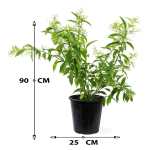 Night Blooming Jasmine - 25 cm Height - Image 3