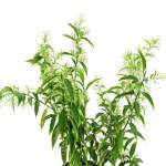 Night Blooming Jasmine - 25 cm Height - Image 2