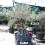 Olive Tree – 250 cm Height - Image 2