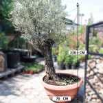 Olive Tree – 230 cm Height - Image 2