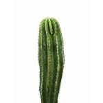 Pachycereus Pringlei – 110 cm Height - Image 2