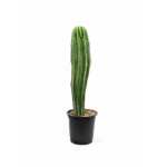 Pachycereus Pringlei – 110 cm Height