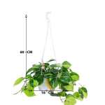 Philodendron Scandens Brasil – Hanging Pot (60 cm) - Image 3