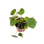 ⁦PILEA PEPEROMOIDES ارتفاع 30 سم P(S) (FP)⁩ - الصورة ⁦2⁩
