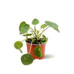 PILEA PEPEROMOIDES ارتفاع 30 سم P(S) (FP)