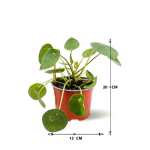 PILEA  PEPEROMOIDES HT30  P(S) (FP) - Image 3